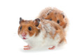 Photo: Red and white hamster Red and white hamster