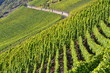 Weinberge an der Mosel