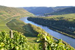 Weinberge an der Mosel