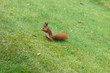 Photo: Squirrel eating nuts Squirrel eating nuts