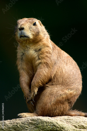 Photo: chien de prairie chien de prairie