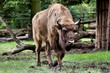 Bison bonasus (żubr)