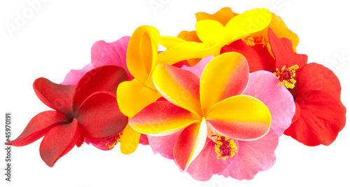 Photo: hibiscus et frangipanier hibiscus et frangipanier