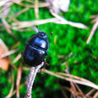 Waldmistkäfer