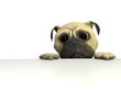 3D pug peering over the edge of a table