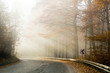 Road in to the fog