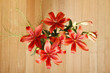 Foto: Lilium Lilium