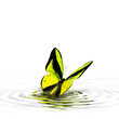 Butterfly 21