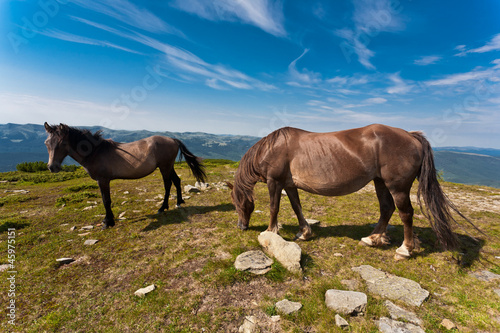 Photo: Two horses on the meadow. Two horses on the meadow.