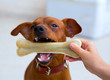 brown pinscher dog playing with bone