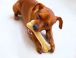 Browin Mini Pinscher Dog Eatin...