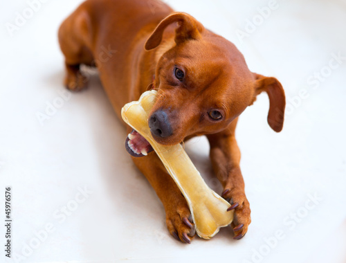 Photo: browin mini pinscher dog eating a bone browin mini pinscher dog eating a bone