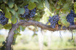 Photo: Lush, Ripe Wine Grapes on the Vine Lush, Ripe Wine Grapes on the Vine