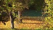 fallender herbstblätter