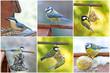 Kohlmeise, Blaumeise und Kleiber am Vogelhaus