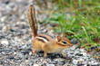 Chipmunk