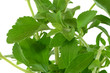 Stevia 2