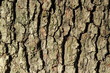 oak bark texture