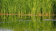 water ripple on summer pond