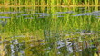 water ripple on summer pond