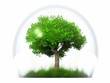 Photo: a green tree in a transparent bubble a green tree in a transparent bubble