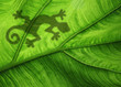 Gecko auf Blatt