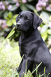 Schwarzer Labrador Retriever Welpe