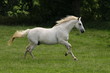 Foto: Schimmelgalopp Schimmelgalopp