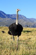 Vogelstrauß vor Klein Karoo Bergpanorama