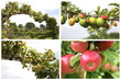 Autumn Orchard Fruits