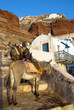Mules waiting in Ammoudi