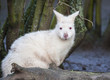 Photo: Close up of an Albino Wallaby Close up of an Albino Wallaby