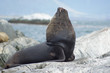 Seelöwenkolonie, Beagle Kanal, Ushuaia, Argentinien