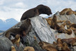 Seelöwenkolonie, Beagle Kanal, Ushuaia, Argentinien
