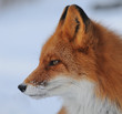 Photo: kamchatka red fox kamchatka red fox