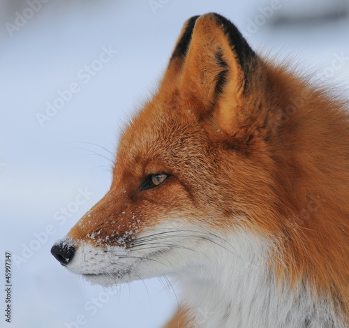 Photo: kamchatka red fox kamchatka red fox