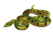 Beautiful green snake realistic