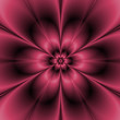 Claret Flower