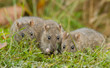 Brown rat