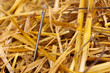 Needle in a haystack close-up