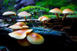 Pilze im Wald