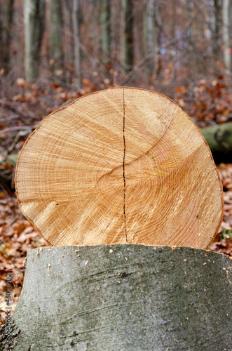 Photo: Buche gefällt - Baumstamm mit Jahresringen Buche gefällt - Baumstamm mit Jahresringen