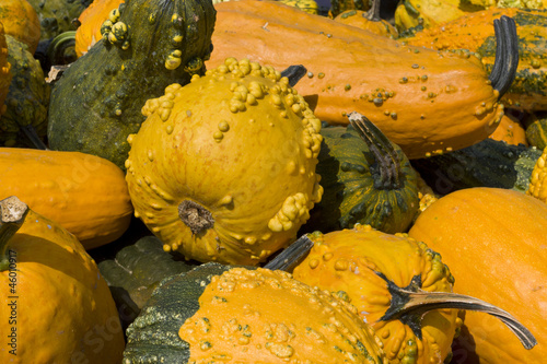Photo: Load of Pumpkins and Squashes Load of Pumpkins and Squashes