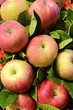 Red Fuji Apples