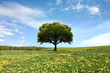 spring landscape