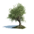 olive tree 3d illustration