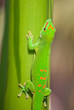 Green gecko