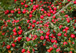 Brilliant red berries