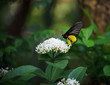 Photo: yellow butterfly on whtie flower and green tree leaves yellow butterfly on whtie flower and green tree leaves