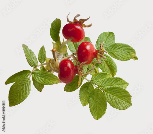 Photo: Wild rose Wild rose